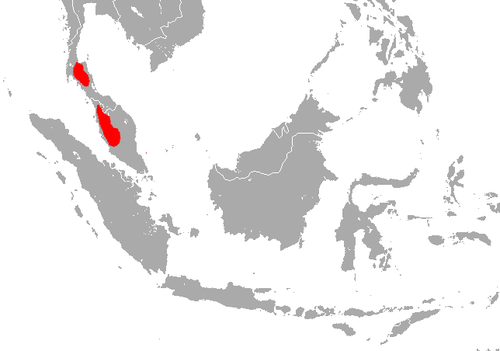 Peninsular horseshoe bat